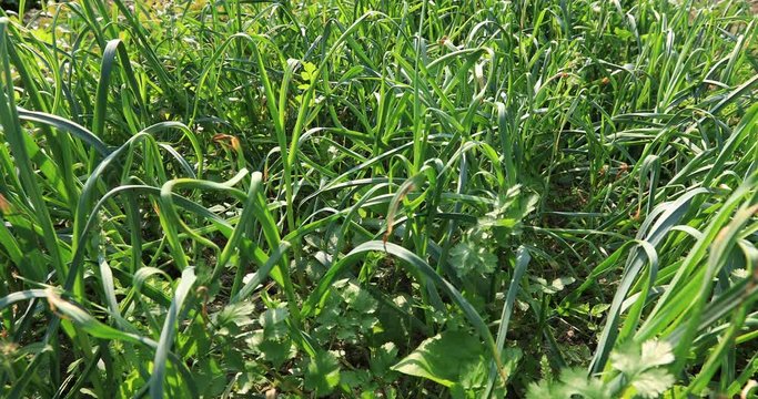Green garlic leaves in growth at vegetable garden
