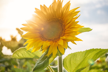 the common sunflower, is a large annual forb of the genus helianthus grown as a crop for its edible oil and edible fruits, ripe sunflower plant close-up against a clear sky on a sunny summer day