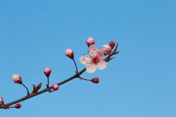 Fior di cilieggio 12