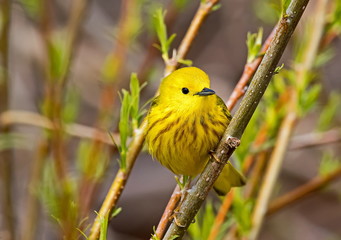 Yellow Warbler