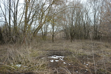  overgrown trees in the old forest after melting snow