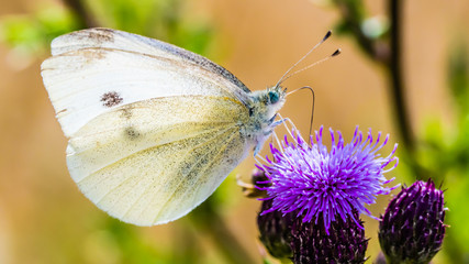 butterfly butching on a flower