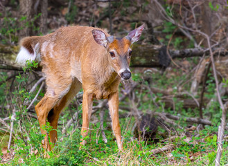 White tailed male deer in spring with antlers starting and coat transitioning from winter to summer