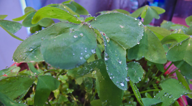 macro image of clover leaves with drops of dew on it