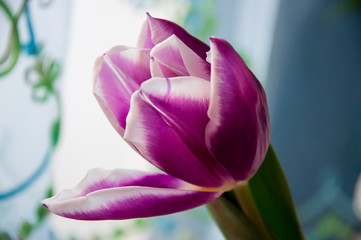 Lovely tender flowers of tulips of purple and creamy white color. Still life. Calm light blue curtain background 