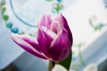 Lovely tender flowers of tulips of purple and creamy white color. Still life. Calm light blue curtain background 