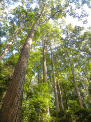 Fototapeta premium Rain forest at Fraser Island Queensland Australia 