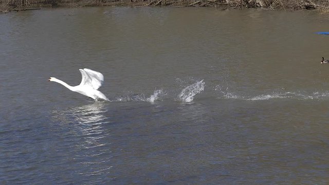 Schw&auml;ne fliegen und landen auf das Wasser