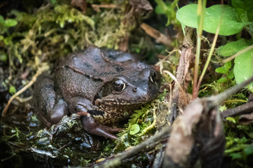 Toad well camouflaged