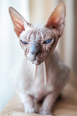 Sphinx cat without hair. Close-up portrait at shallow depth of field.