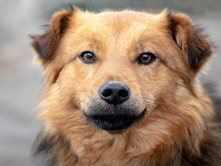 Light brown dog close up. Portrait of a dog_