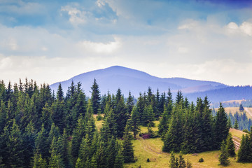 Green spruce on blue mountain background in cloudy weather_