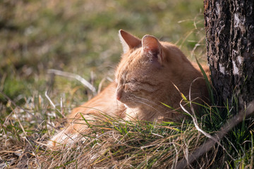 resting red cat lies in grass near tree on a sunny day