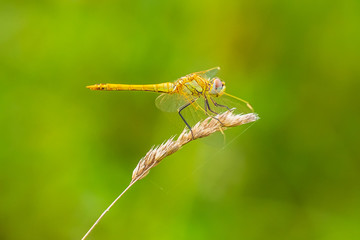Sympetrum fonscolombii, Red-veined darter or nomad resting on vegetation