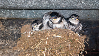 Swallow chicks in their nest, South Africa.