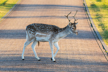 Fallow deer stag dama dama crossing a road