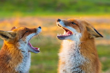 Two wild red foxes, vulpes vulpes, fighting