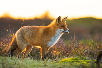 Wild red fox, vulpes vulpes, at sunset