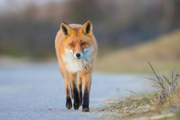 Naklejka na ściany i meble Wild red fox, Vulpes Vulpes, crossing a road