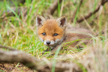 Wild baby red fox cub vulpes vulpes