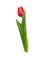 one blooming red tulip with green leaves and stem isolated on white background