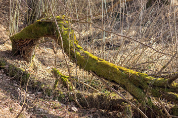 fallen willow tree covered with moss, from which young branches grow
