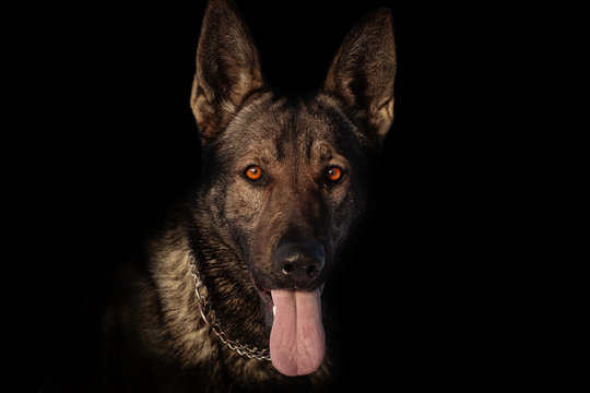 A portrait of a dog against a black background.