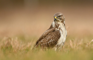 Common buzzard (Buteo buteo) close up