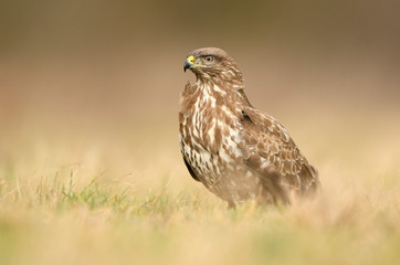 Common buzzard (Buteo buteo) close up