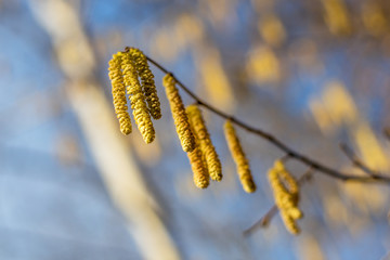 yellow catkins on the branches of a tree in the background of the blue sky