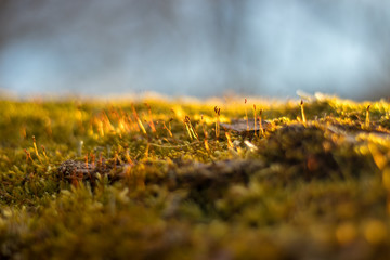 moss on tree - close up view of moss (illuminated by the sunlight) covering tree trunk