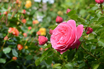 Blumen 1177