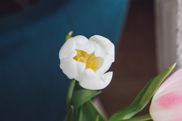 Closeup of white tulips petals. Spring flowers concept. Womens day concept.