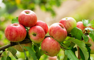 ripe apples on a tree in a garden