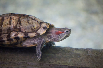 Red-eared Slider (Trachemys scripta elegans) in an aquarium behind glass