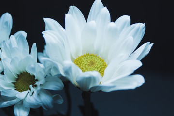 Mother's Day Bunch white two flowers