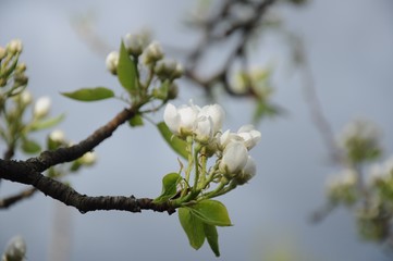 Undisclosed white pear buds against the background of rain clouds and pear branches