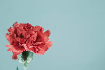 Mother's Day Single Red Flower against Light Background