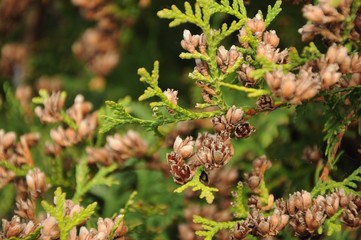 Brown dry cones and green branches of thuja close-up