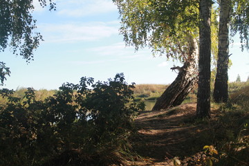 Obraz premium tree in the forest