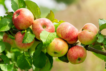ripe apples on a tree in a garden
