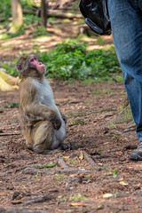 a monkey . Begging for food from a person
