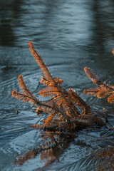 Pines in the frozen lake