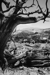 Dead Tree in the Utah Desert