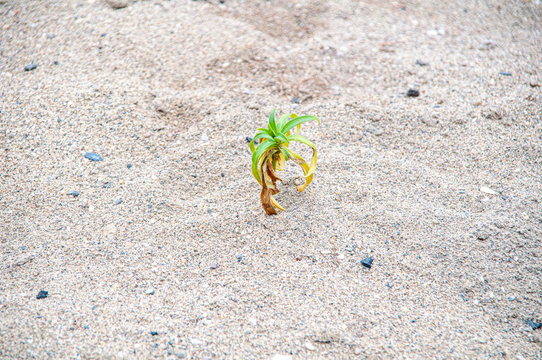 un peque&ntilde;o tallo verde que florece en la arena