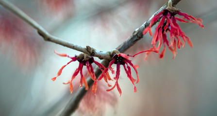 Zaubernuss Hamamelis Pflanze