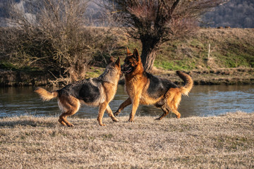 two dogs play