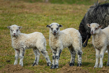 cute lambs on a farm - close up