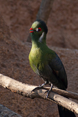 Beautiful bird of beautiful colors posing. Image.
