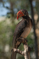 Beautiful bird of beautiful colors posing. Image.